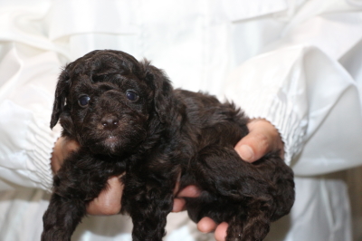 トイプードルブラウンオスの子犬、生後4週間画像