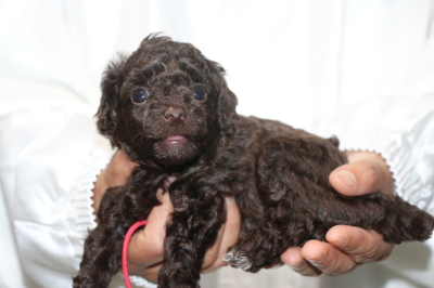トイプードルブラウンメスの子犬、生後4週間画像