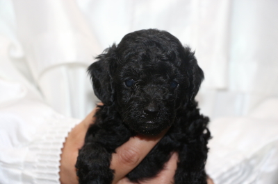 トイプードルブラック(黒)メスの子犬、生後4週間画像