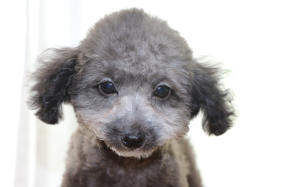 トイプードルシルバーの子犬オス、生後3ヵ月画像