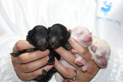 トイプードルシルバーオスメスホワイト(白)メス2頭の子犬、生後3日画像