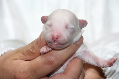 トイプードルホワイト(白)の子犬メス、生後3日画像