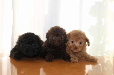 トイプードルの子犬、ブラック(黒)ブラウンオスアプリコットメス、生後6週間