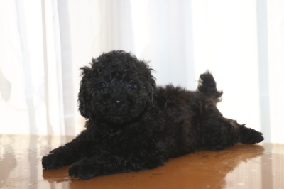 トイプードルブラック(黒)の子犬オス、生後7週間画像