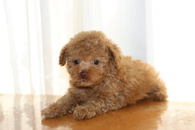 トイプードルアプリコットの子犬メス、生後7週間画像
