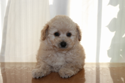 トイプードルクリーム(ホワイト)の子犬オス、生後7週間画像