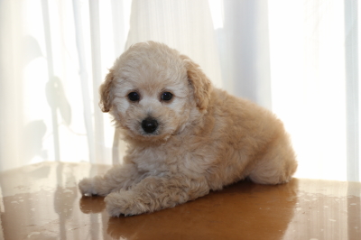 トイプードルクリーム(ホワイト)の子犬オス、生後7週間画像