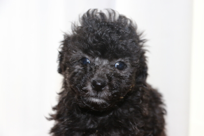 タイニーサイズトイプードルシルバーの子犬メス、生後6週間画像