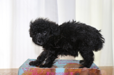 タイニーサイズトイプードルシルバーの子犬メス、生後6週間画像