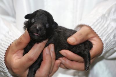 トイプードルシルバーオスの子犬、生後1週間画像