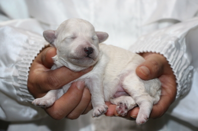 トイプードルホワイト(白)メスの子犬、生後1週間画像