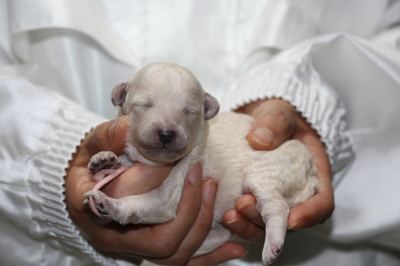 トイプードルホワイト(白)メスの子犬、生後1週間画像