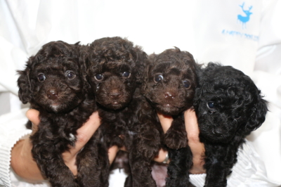 トイプードルブラウンオス1頭メス2頭ブラック(黒)メス1頭の子犬、生後5週間画像