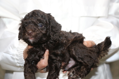 トイプードルブラウンオスの子犬、生後5週間画像