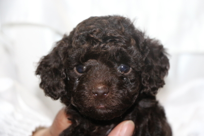 トイプードルブラウンメスの子犬、生後5週間画像