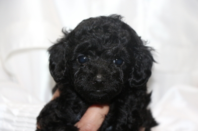 トイプードルブラック(黒)メスの子犬、生後5週間画像