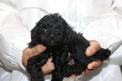トイプードルブラック(黒)メスの子犬、生後5週間画像