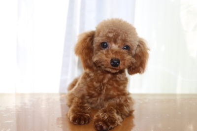 ティーカッププードルレッドの子犬メス、生後7ヵ月画像