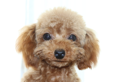 ティーカッププードルレッドの子犬メス、生後7ヵ月画像