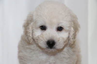 トイプードルホワイト(白)オスの子犬、生後7週間画像