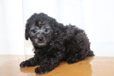 タイニーサイズトイプードルシルバーの子犬メス、生後7週間画像