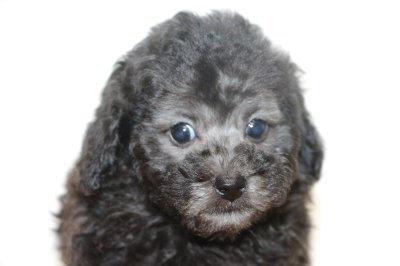 タイニーサイズトイプードルシルバーの子犬メス、生後7週間画像