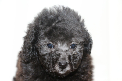 ティーカッププードルトイプードルシルバーの子犬メス、生後7週間画像