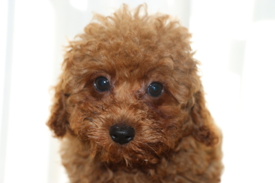 トイプードルレッドの子犬オス、生後2ヵ月画像