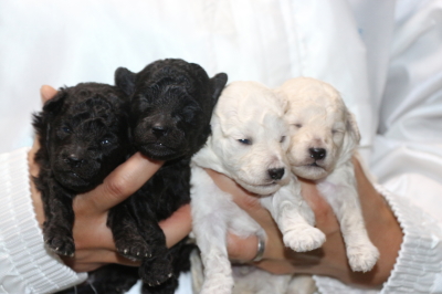 トイプードルシルバーオスメスホワイト(白)オスメスの子犬、生後2週間画像