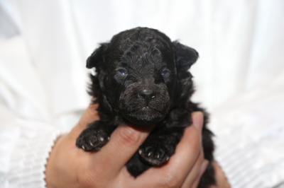 トイプードルシルバーオスの子犬、生後2週間画像