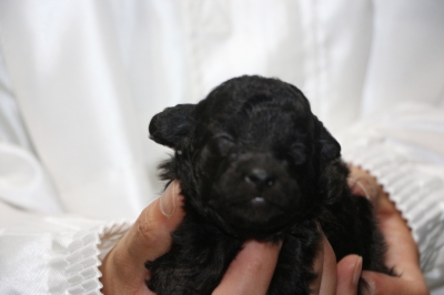 トイプードルシルバーメスの子犬、生後2週間画像