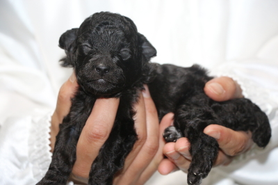 トイプードルシルバーメスの子犬、生後2週間画像