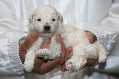 トイプードルホワイト(白)オスの子犬、生後2週間画像