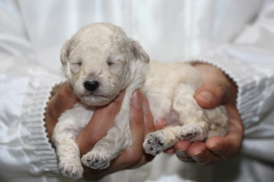トイプードルホワイト(白)メスの子犬、生後2週間画像