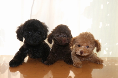 トイプードルの子犬、ブラック(黒)ブラウンオスアプリコットメス、生後2ヵ月画像