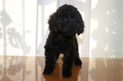 トイプードルブラック(黒)の子犬オス、生後2ヵ月画像