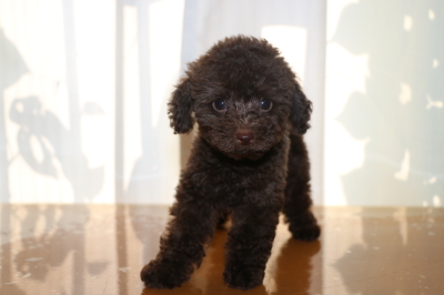 トイプードルブラウンの子犬オス、生後2ヵ月画像
