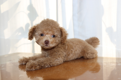 トイプードルアプリコットの子犬メス、生後2ヵ月画像