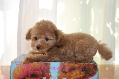 トイプードルアプリコットの子犬メス、生後2ヵ月画像
