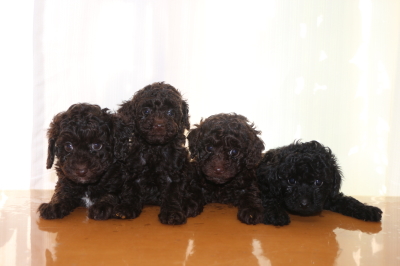 トイプードルブラウンオス1頭メス2頭ブラック(黒)メス1頭の子犬、生後6週間画像