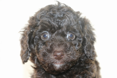 トイプードルブラウンオスの子犬、生後6週間画像