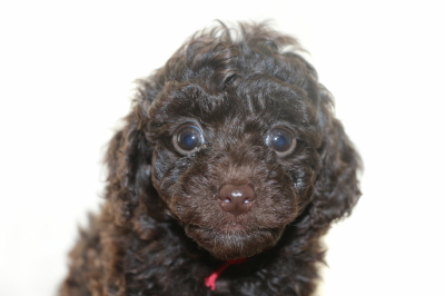 トイプードルブラウンメスの子犬、生後6週間画像