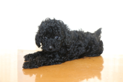 トイプードルブラック(黒)メスの子犬、生後6週間画像