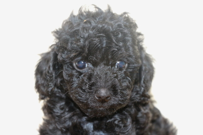 トイプードルブラック(黒)メスの子犬、生後6週間画像