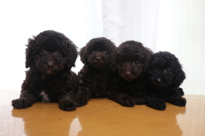 トイプードルブラウンオス1頭メス2頭ブラック(黒)メス1頭の子犬、生後7週間画像