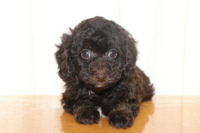 トイプードルブラウンオスの子犬、生後7週間画像