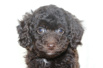 トイプードルブラウンオスの子犬、生後7週間画像