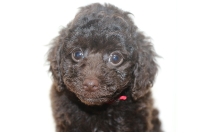 トイプードルブラウンメスの子犬、生後7週間画像