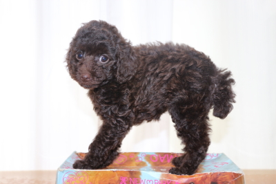 トイプードルブラウンメスの子犬、生後7週間画像