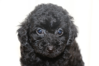トイプードルブラック(黒)の子犬メス、生後7週間画像